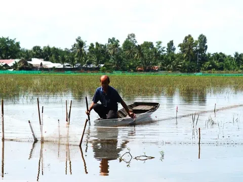 Nuôi cá đăng quầng mùa nước nổi, quây lưới cá tự vào một tháng thu hoạch hàng chục triệu