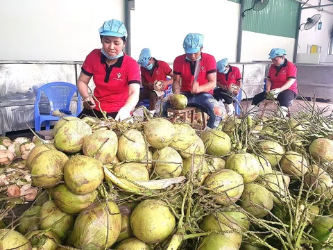 Trái dừa tươi Việt Nam trở thành hiện tượng xuất khẩu khi được nhiều thị trường chào đón