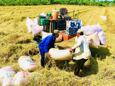 Liên kết chuỗi giá trị lúa gạo ổn định cung cầu nhằm phát triển bền vững 1 triệu ha lúa chất lượng cao