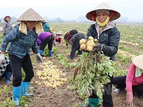 Liên kết theo chuỗi giá trị - Cơ hội phát triển vùng nguyên liệu khoai tây chủ lực tại miền Bắc