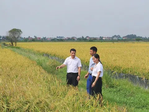 Liên kết đại điền khai mở con đường mới, tạo nên một cuộc cách mạng mới trên đồng ruộng