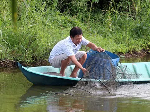 Kiên Giang đặt mục tiêu ổn định diện tích 117.340ha lúa-tôm an toàn sinh học