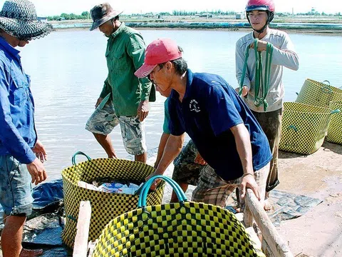 Giá tôm tăng cao khiến nông dân tiếc nuối vì trước đó đã treo ao hoặc thả nuôi cầm chừng