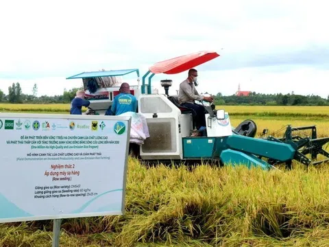 Mô hình chuyên canh lúa chất lượng cao và phát thải thấp tiếp tục được nhân rộng trong vụ lúa Đông Xuân 2024-2025