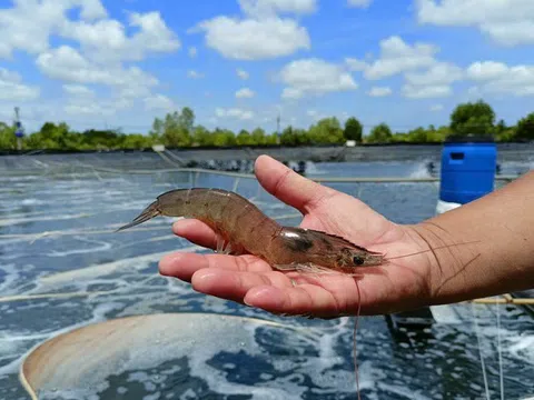 Tăng năng suất và sản lượng phải gắn liền với lợi nhuận của người nuôi tôm và doanh nghiệp