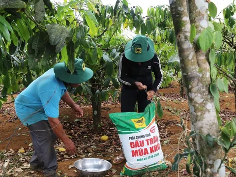 Áp thuế giá trị gia tăng phân bón giảm áp lực cho doanh nghiệp trong nước tạo nguồn lực phát triển nông nghiệp bền vững