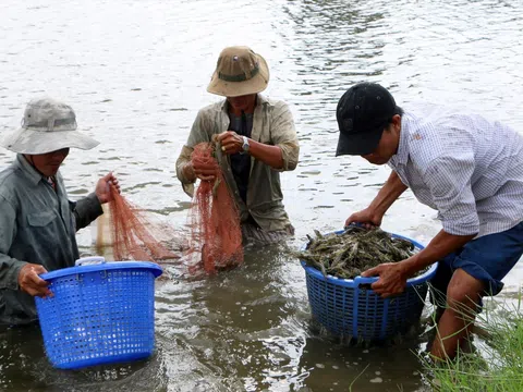 Giá tôm đã khởi sắc nhưng ngành tôm còn đối mặt với nhiều thách thức