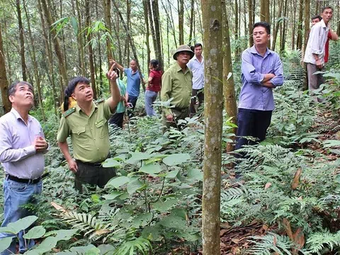 Cấp và quản lý mã số vùng trồng rừng nguyên liệu đáp ứng các yêu cầu truy xuất nguồn gốc gỗ