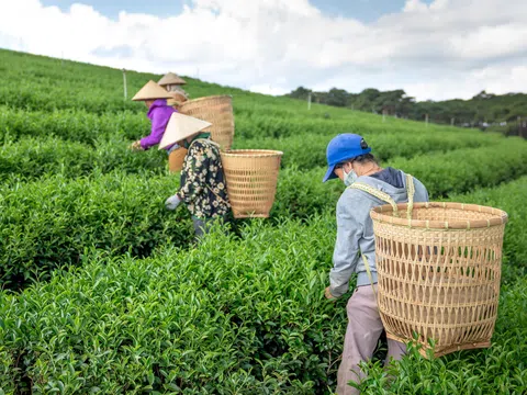 Định vị tiềm năng, lợi thế của cây chè từ chất lượng và gia tăng giá trị sản phẩm