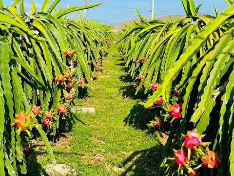 Gỡ khó cho thanh long, Bình Thuận tìm giải pháp tổ chức lại sản xuất nâng tầm thương hiệu và kết nối thị trường