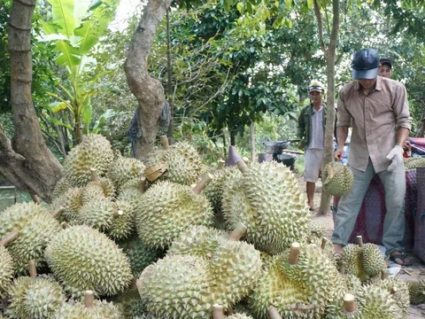 Nhà vườn Hậu Giang bội thu sầu riêng vụ nghịch, giá tăng vọt gấp đôi vụ thuận do khan hiếm