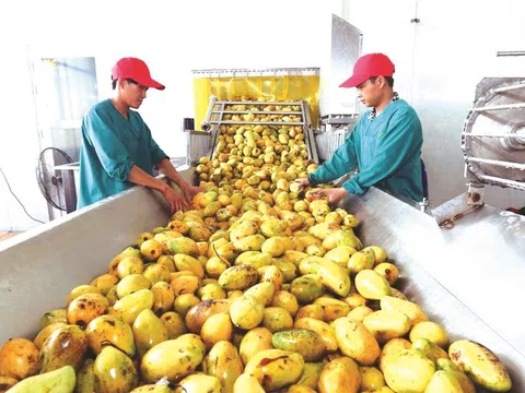 Vượt trở ngại vì bão lũ, ngành Nông nghiệp lập kỳ tích hướng tới mục tiêu xuất khẩu 55 tỷ USD