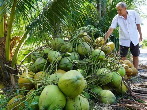 "Thủ phủ" dừa Bến Tre tiếp tục mở rộng vùng dừa hữu cơ sẵn sàng đáp ứng nhu cầu xuất khẩu