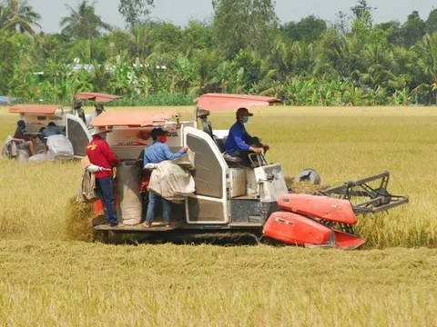 Tiền Giang đề xuất danh mục đầu tư hơn 481 tỷ đồng thúc đẩy đề án trồng lúa chuyên canh chất lượng cao