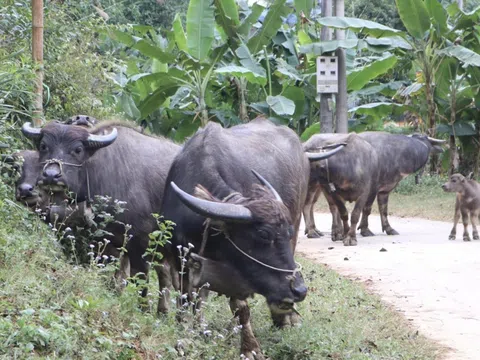 Khẩn trương áp dụng biện pháp chống rét cho đàn trâu bò trong mùa Đông