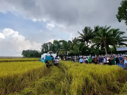 Đề án 1 triệu ha chuyên canh lúa chất lượng cao, phát thải thấp và lộ trình nhân rộng các mô hình thành công