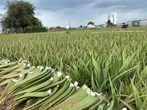 Ninh Thuận đẩy mạnh ứng dụng công nghệ cao vào sản xuất nông nghiệp tăng giá trị nông sản