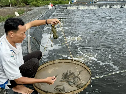 Ngành tôm cần sản xuất theo hướng an toàn sinh học, giảm phát thải nhằm chuyển đổi xanh bền vững