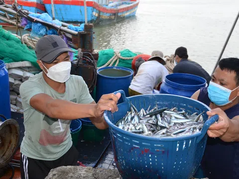 Hướng dẫn gỡ vướng trong cấp giấy xác nhận nguyên liệu, khai thác thủy sản góp phần gỡ thẻ vàng IUU