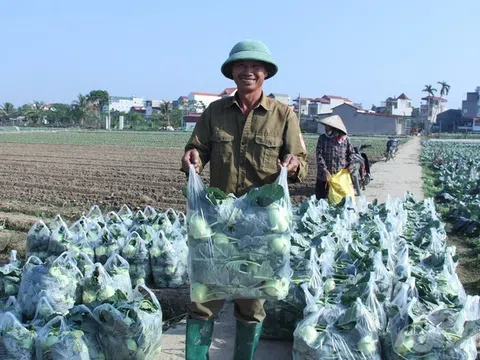 Các tỉnh phía Bắc đặt mục tiêu sản xuất khoảng 2,2 triệu ha lúa với sản lượng gần 13 triệu tấn trong năm 2025