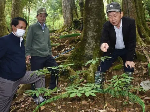 Kon Tum: Nhiều kỳ vọng từ hội thảo sâm Ngọc Linh