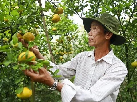 Tập huấn hỗ trợ nông dân sử dụng thuốc bảo vệ thực vật an toàn, hiệu quả, có trách nhiệm