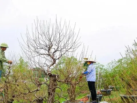 Thủ phủ đào quất ở Thủ đô đang hồi sinh báo hiệu một mùa Tết đến rất gần