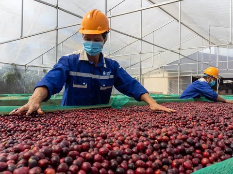 Tây Nguyên phát triển nông nghiệp hữu cơ, quy mô lớn gắn với vùng sản xuất tập trung ứng dụng công nghệ cao