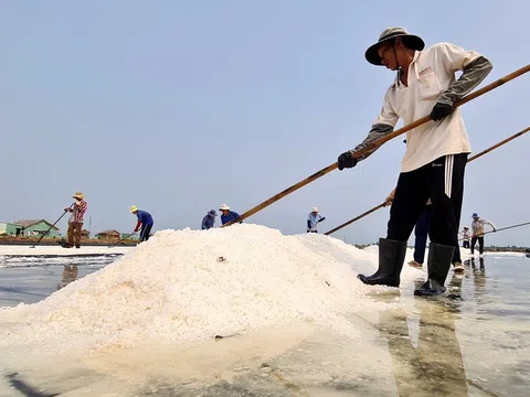 Khơi dậy tình yêu với nghề muối và góp phần nâng tầm giá trị hạt muối Việt Nam