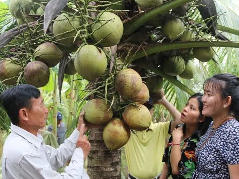 Tỉnh Trà Vinh kêu gọi doanh nghiệp liên kết chuỗi trồng và sản xuất chế biến dừa nhằm nâng cao giá trị