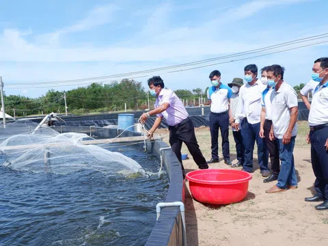 Câu lạc bộ nông dân tỷ phú tỉnh Bến Tre nòng cốt thúc đẩy quá trình “tri thức hoá nông dân”