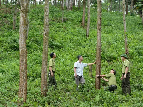 Chương trình Phát triển lâm nghiệp bền vững: Tăng độ che phủ rừng và nâng cao giá trị kinh tế lâm nghiệp