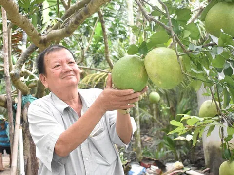 Bưởi da xanh Bến Tre giá tăng hơn 10.000 đồng/kg, nhà vườn bội thu vụ Tết