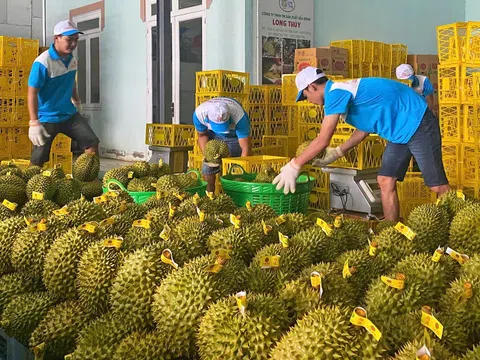 Rau quả Việt Nam trước cơ hội đẩy mạnh hoạt động xuất khẩu, gia tăng kim ngạch trong năm 2025