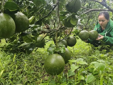 "Thủ phủ" trái cây tỉnh Bình Định tung chiêu đảm bảo thu hoạch đúng dịp Tết