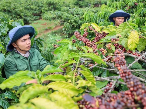 Xuất khẩu cà phê lập kỷ lục và những thách thức đòi hỏi ngành cà phê duy trì tăng trưởng bền vững