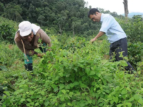 Ứng dụng công nghệ số và đổi mới sáng tạo để phát huy tiềm năng và nâng tầm ngành dược phẩm Việt Nam