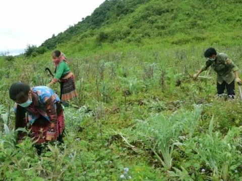 Lai Châu phát huy lợi thế cây dược liệu trở thành hàng hóa chất lượng cao