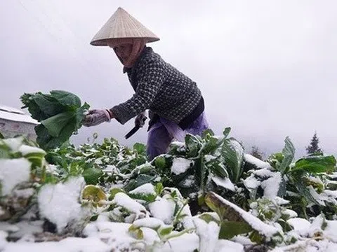 Thủ tướng Chính phủ chỉ đạo chủ động phòng, chống rét đậm, rét hại kéo dài trong dịp Tết