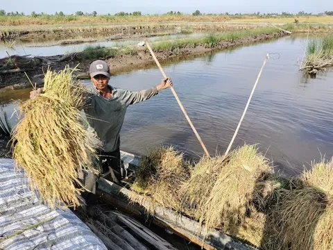 Tôm lúa trúng đậm vụ Tết, nông dân Cà Mau kỳ vọng tăng lợi thế từ vùng chuyên canh đạt chuẩn quốc tế