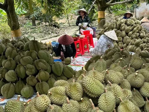 Sau Tết, sầu riêng chưa hết nỗi lo rớt giá, thương lái ngại thu mua