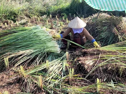 Bỏ vụ lúa bấp bênh, biến vùng hạn mặn thành cánh đồng trồng sả chuyên canh lớn nhất tỉnh Tiền Giang