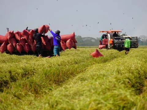 Sau Tết giá lúa gạo chưa dứt đà giảm, nông dân lo lắng vì thương lái mua cầm chừng