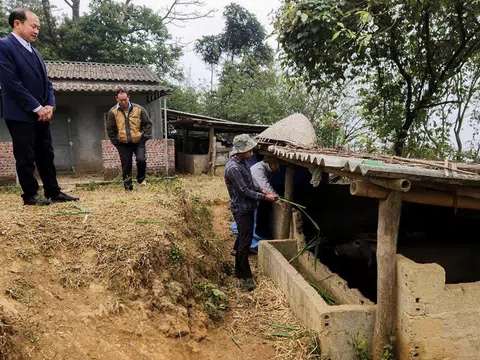 Nông dân vùng cao Lào Cai chủ động bảo vệ cây trồng, vật nuôi trong đợt rét đậm, rét hại