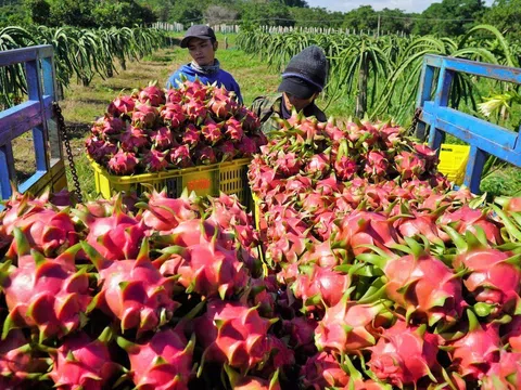 Rau quả nâng chất để thích ứng với các thị trường ngày càng khắt khe trong tiêu chuẩn chất lượng