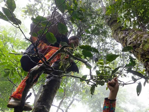 Lai Châu bảo tồn, phát triển những cây chè cổ thụ tạo sinh kế bền vững cho người dân vùng cao