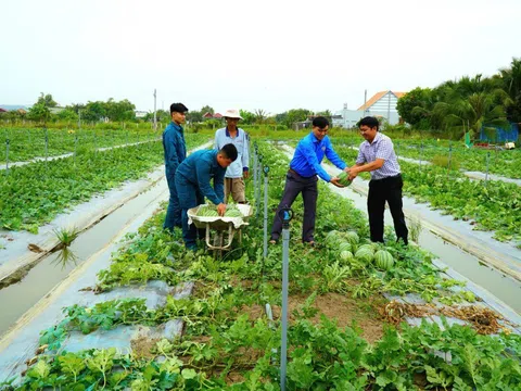 Chiêu lạ của người trồng dưa hấu Long An giảm diện tích vụ Tết để cân đối cung cầu