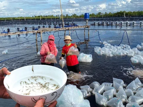 Ngành tôm bứt phá với mục tiêu xuất khẩu 10 tỷ USD cần chủ động nguồn giống đạt chất lượng cao