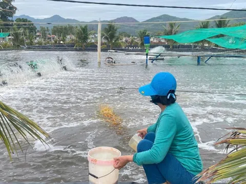 Để ngành tôm bứt phá và phát triển bền vững cần nhân rộng các mô hình tuần hoàn, kinh tế xanh