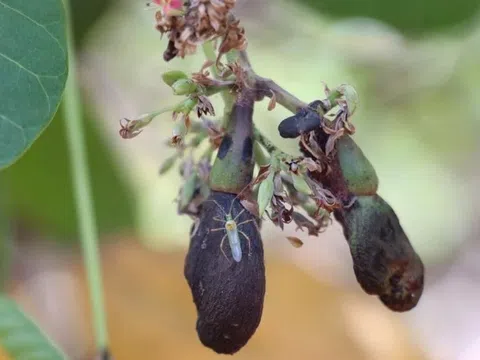 Đang thời kỳ ra bông, nhiều vườn điều ở Bình Phước bỗng nhiên khô bông rụng trái, nguy cơ mất mùa